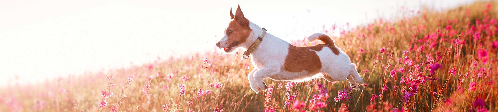 About Pet Cremation About Pet Cremation