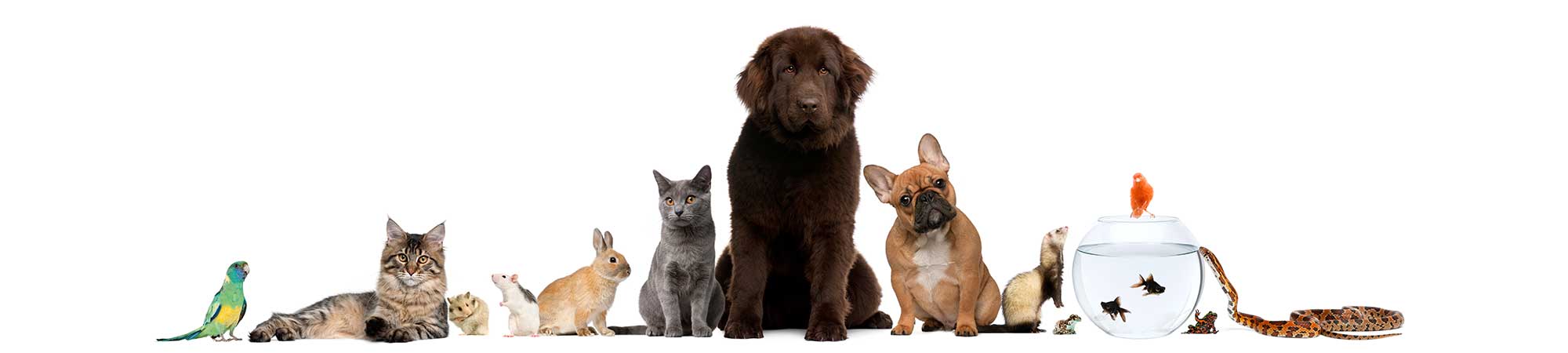 Possum Ridge Veterinarian Portal